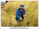 ศูนย์เศรษฐกิจพอเพียง หมู่ที่12(เก็บข้าว)